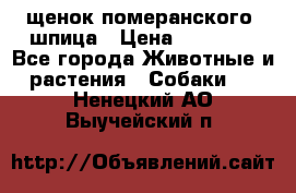 щенок померанского  шпица › Цена ­ 50 000 - Все города Животные и растения » Собаки   . Ненецкий АО,Выучейский п.